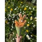 Marotte Lapin - Fabriqué en Europe 