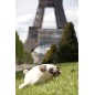 Peluche nemu nemu - HANA - Bulldog - Taille M - 27 cm 