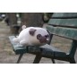 Peluche nemu nemu - HANA - Bulldog - Taille M - 27 cm 