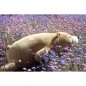 Peluche nemu nemu - COOKIE - Ours Brun - Taille L - 53 cm 