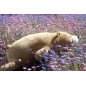Peluche nemu nemu - COOKIE - Ours Brun - Taille L - 53 cm 