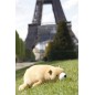 Peluche nemu nemu - COOKIE - Ours Brun - Taille L - 53 cm 