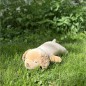 Peluche nemu nemu - SORA - Chien Golden Retriever - Taille L - 56 cm 